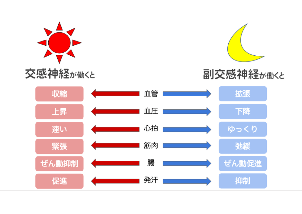 交感神経と副交感神経の違い